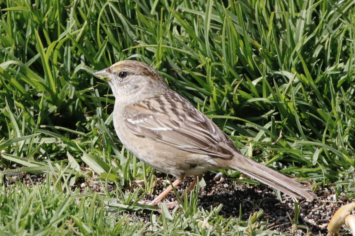 Golden-crowned Sparrow - ML316870071