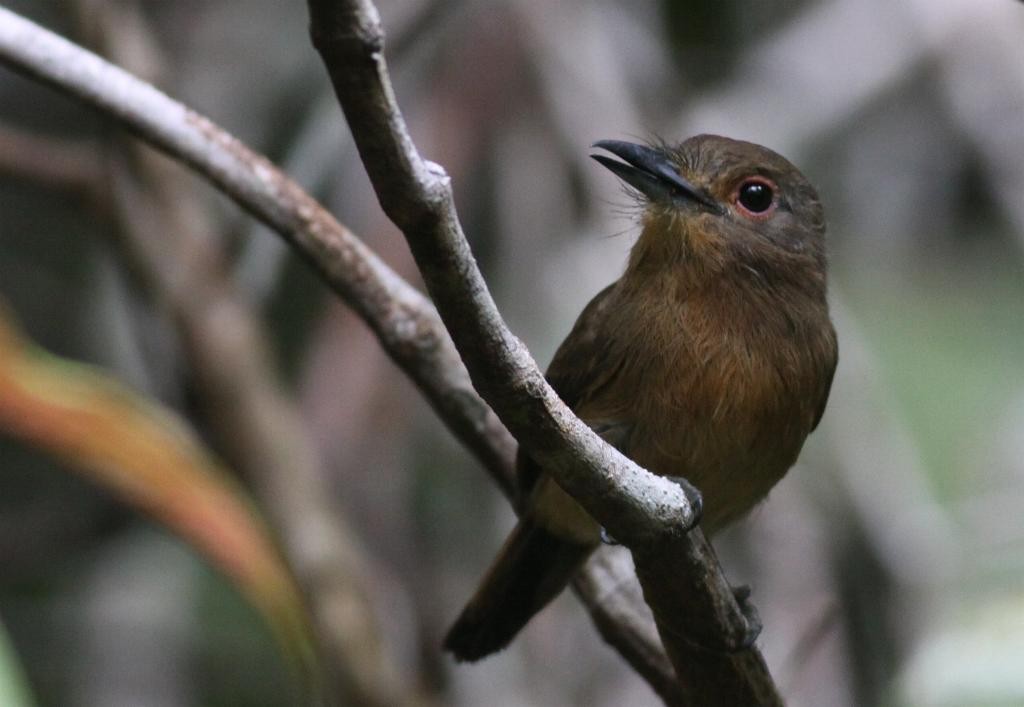 Brown Nunlet - Ian Davies