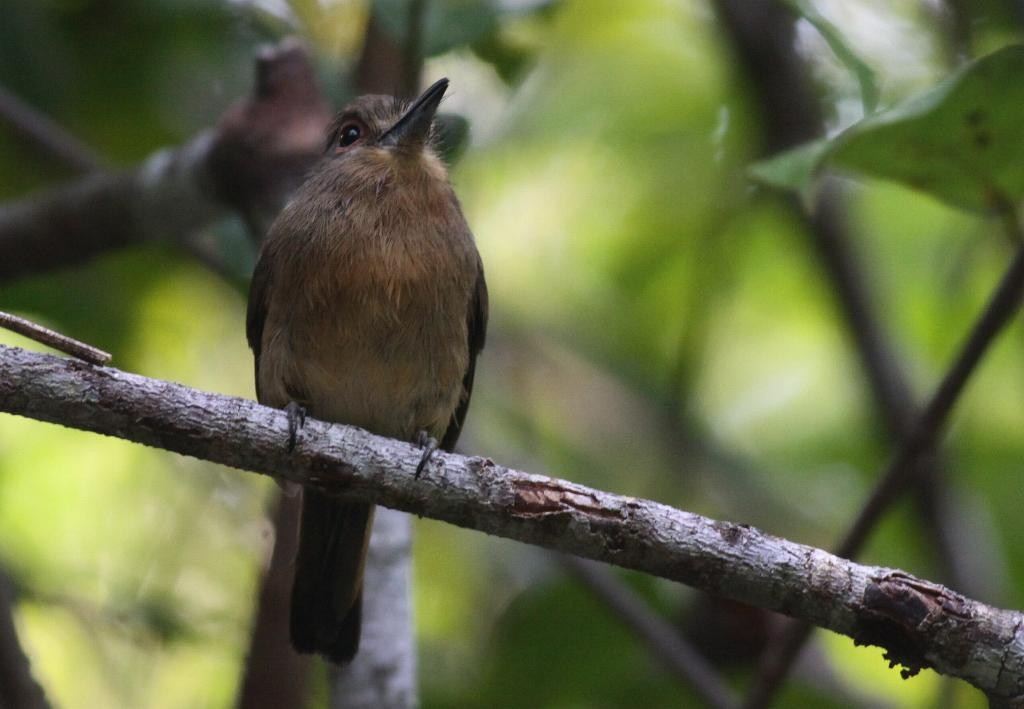 Brown Nunlet - Ian Davies