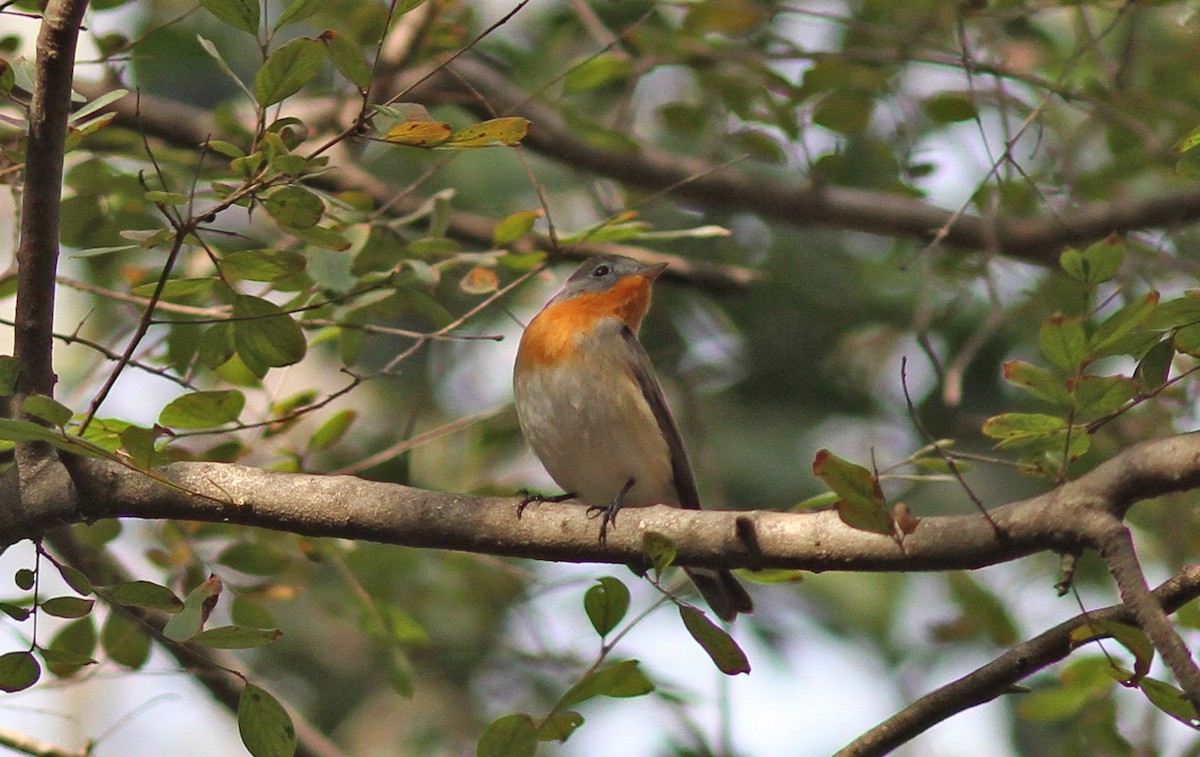 Red-breasted Flycatcher - ML316870511