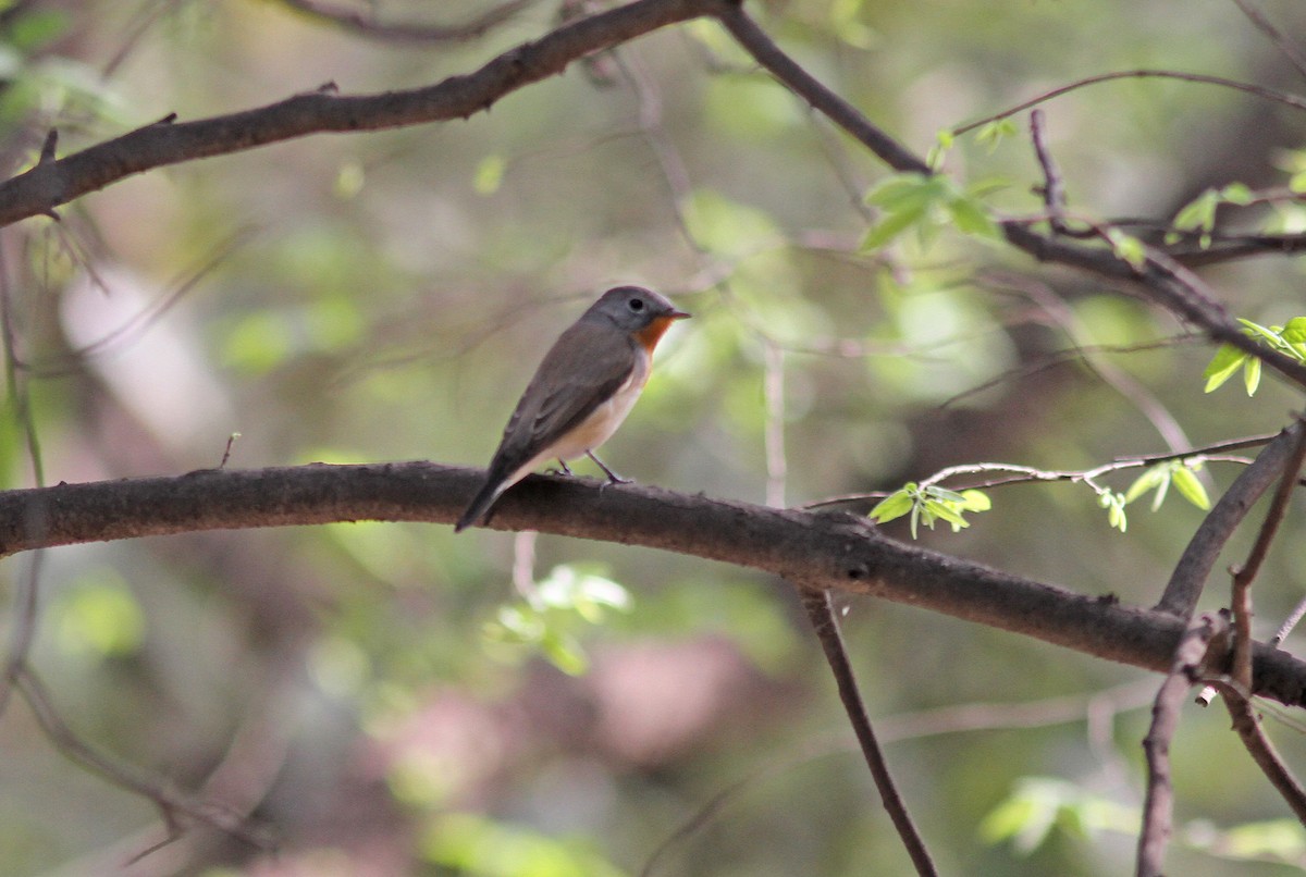 Red-breasted Flycatcher - ML316870521