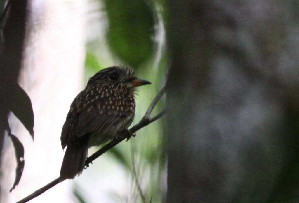 White-chested Puffbird - Ian Davies