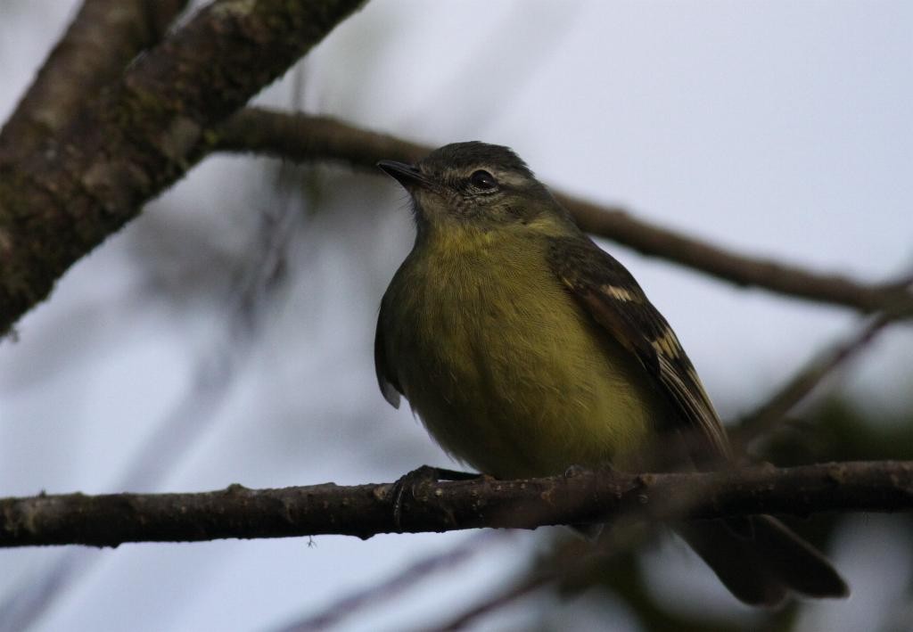 Sulphur-bellied Tyrannulet - Ian Davies