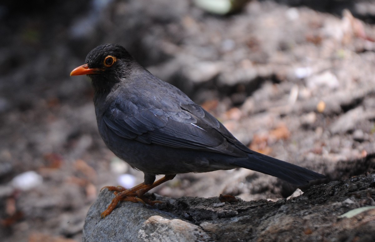 Indian Blackbird - JOE M RAJA