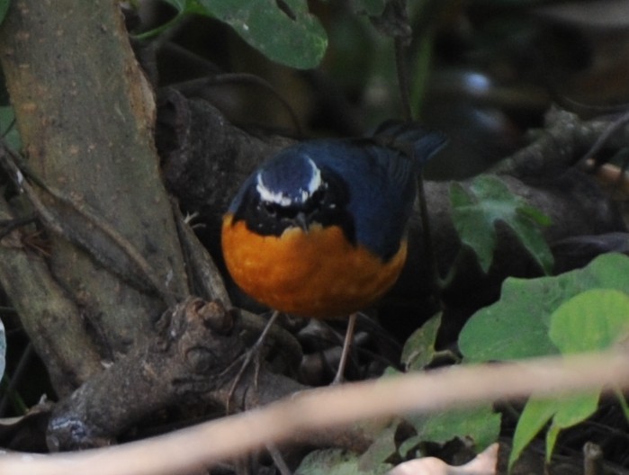 Indian Blue Robin - ML316874521