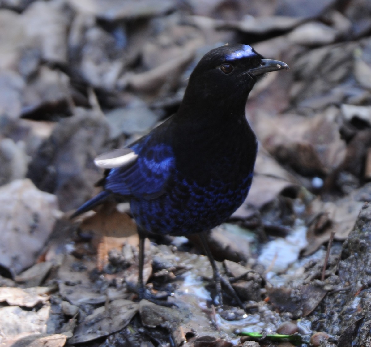 Malabar Whistling-Thrush - ML316874661