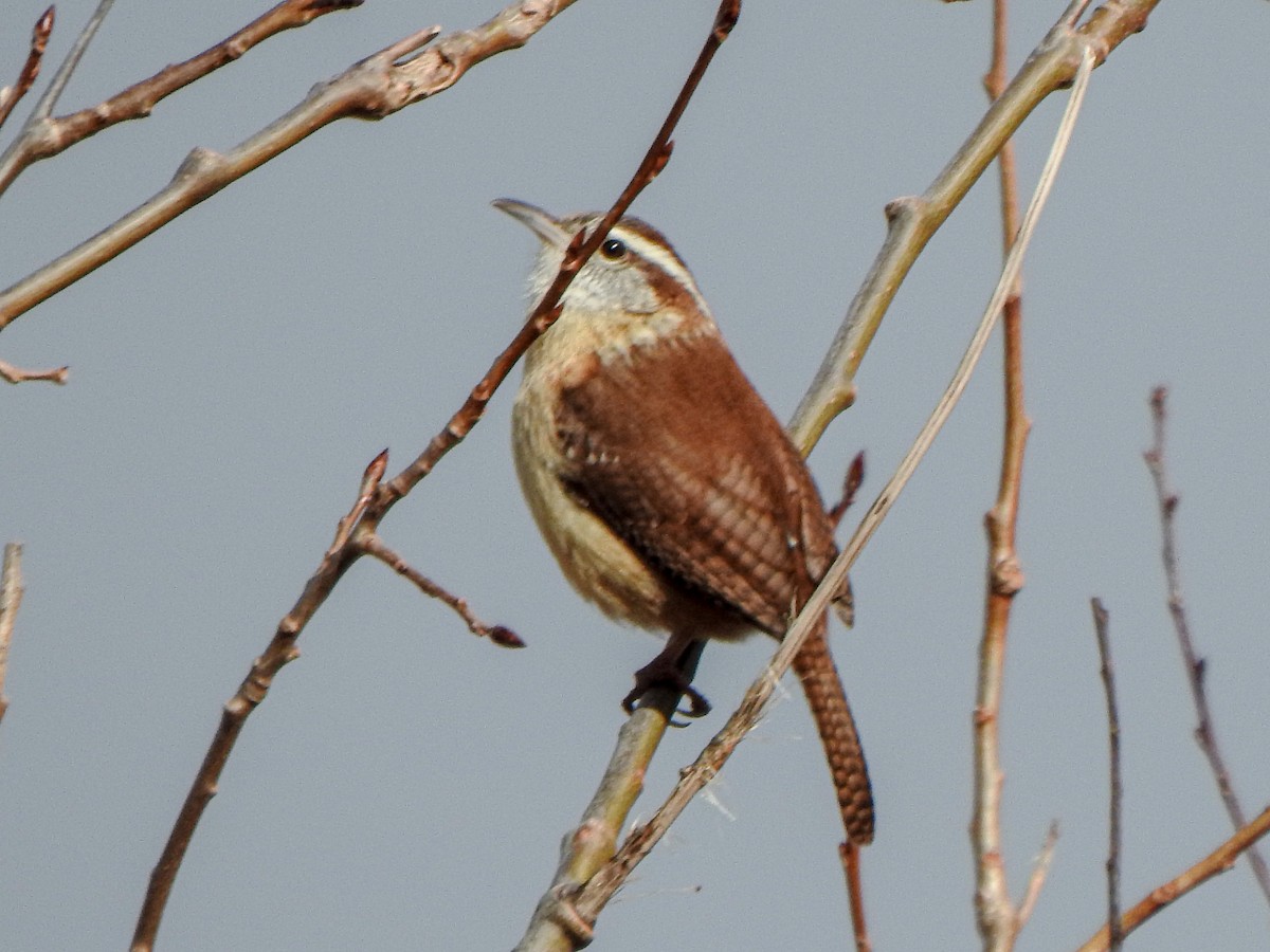 Carolina Wren - ML316874981