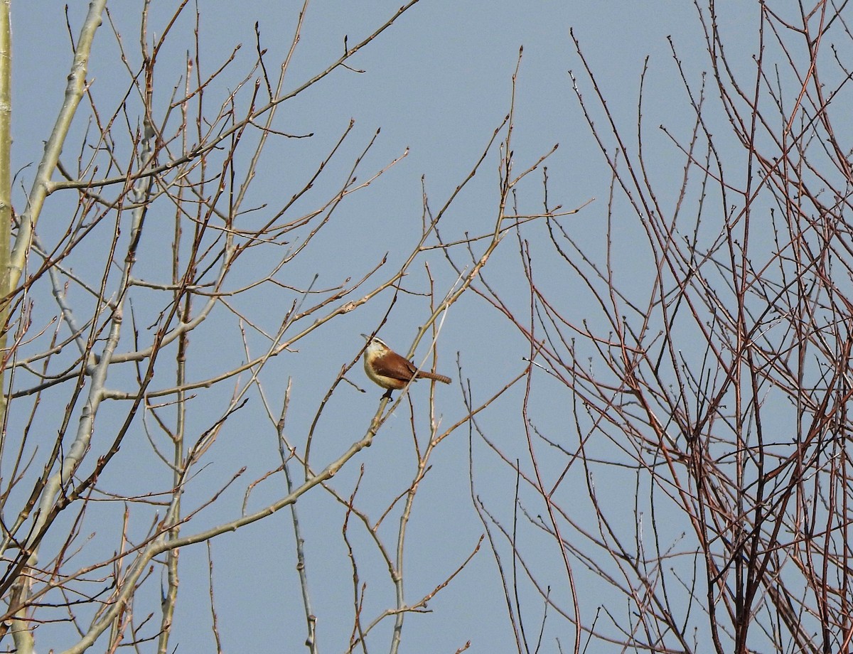 Carolina Wren - ML316875041