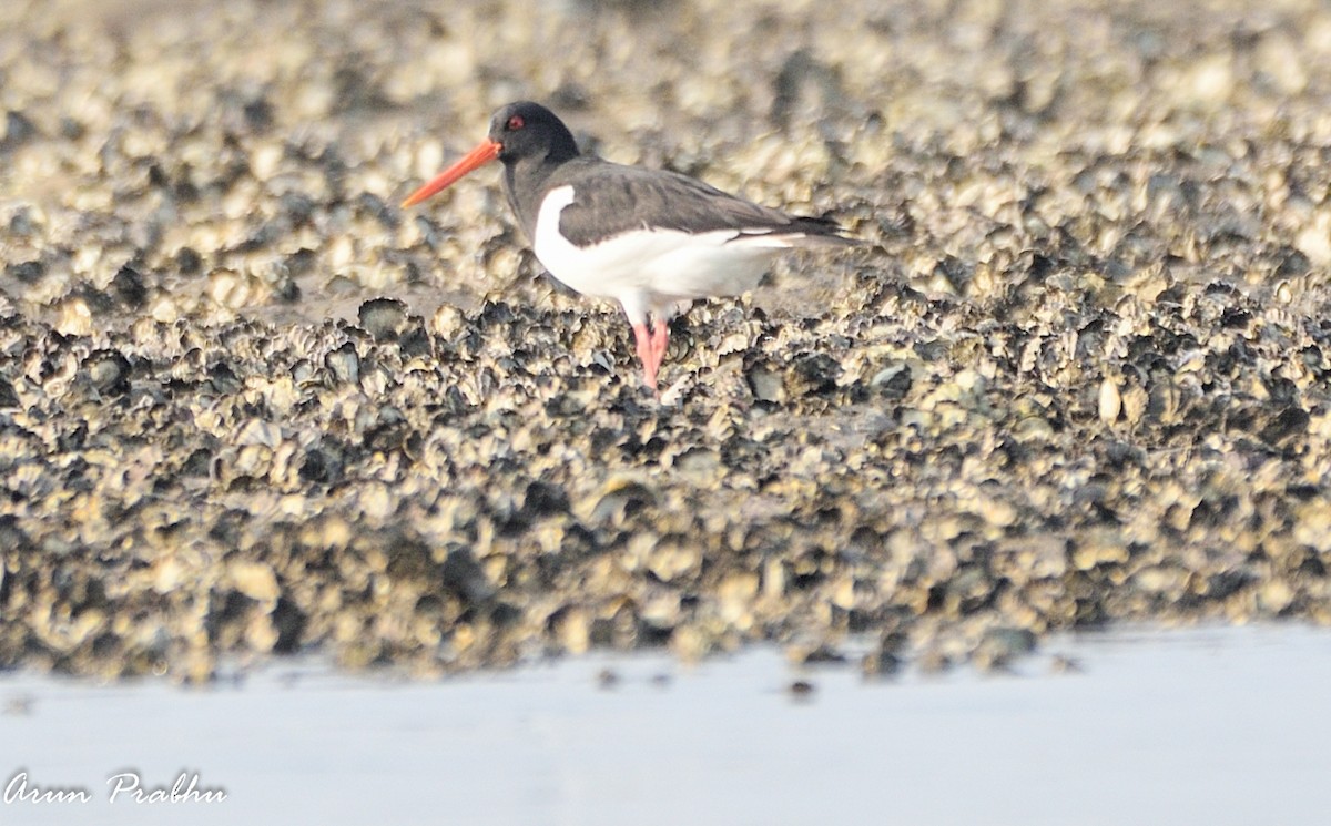 Eurasian Oystercatcher - ML316875581