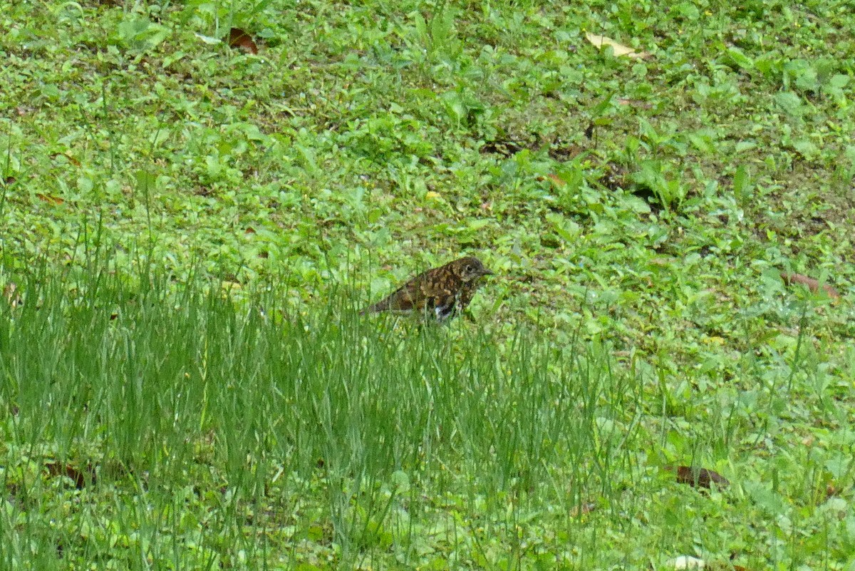 White's/Scaly Thrush - 吳 宜叡