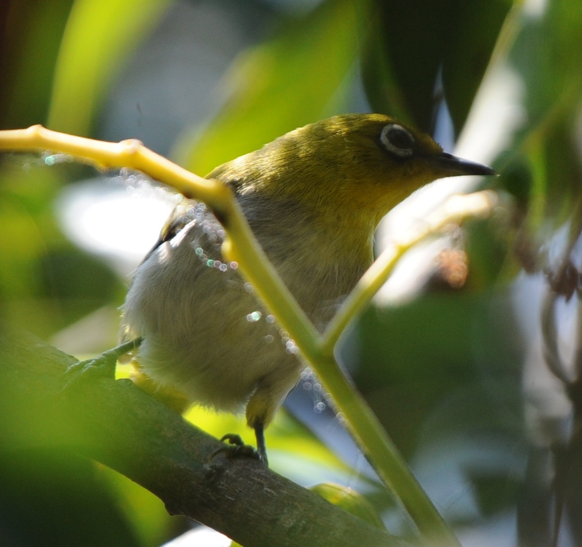 Indian White-eye - ML316877141