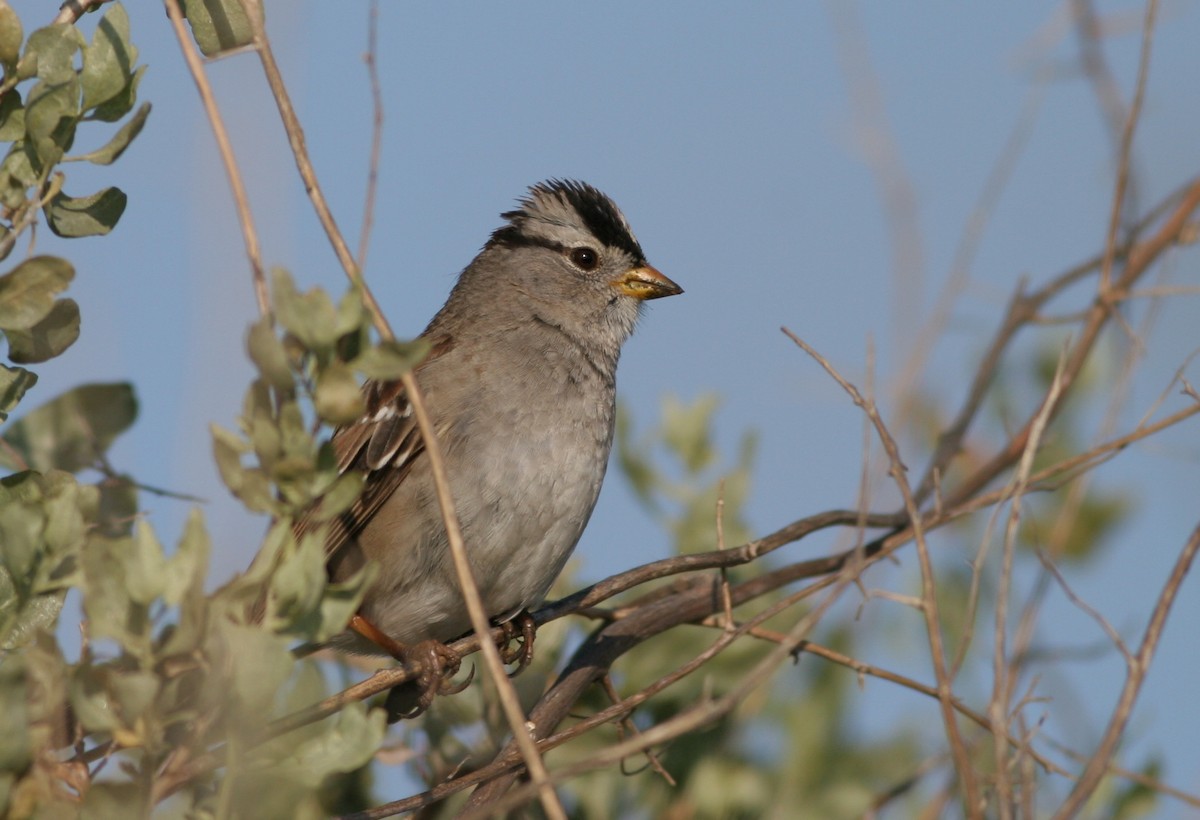 White-crowned Sparrow (Gambel's) - Ian Davies