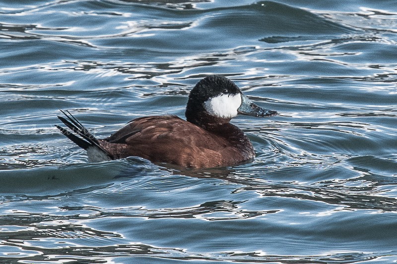 Ruddy Duck - Catherine AuYeung