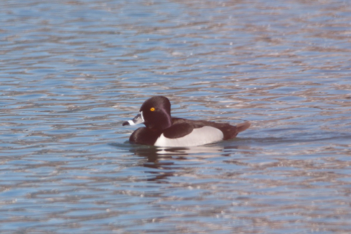 Ring-necked Duck - Alex Wywial