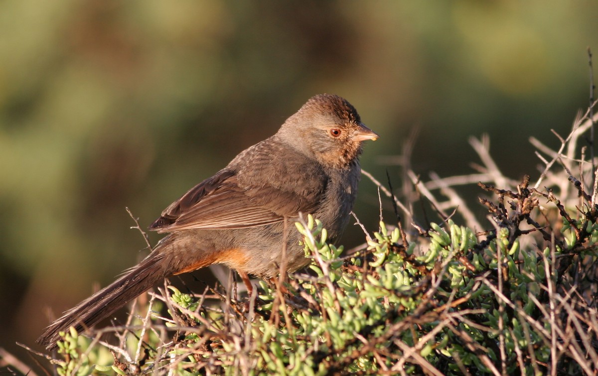 California Towhee - Ian Davies