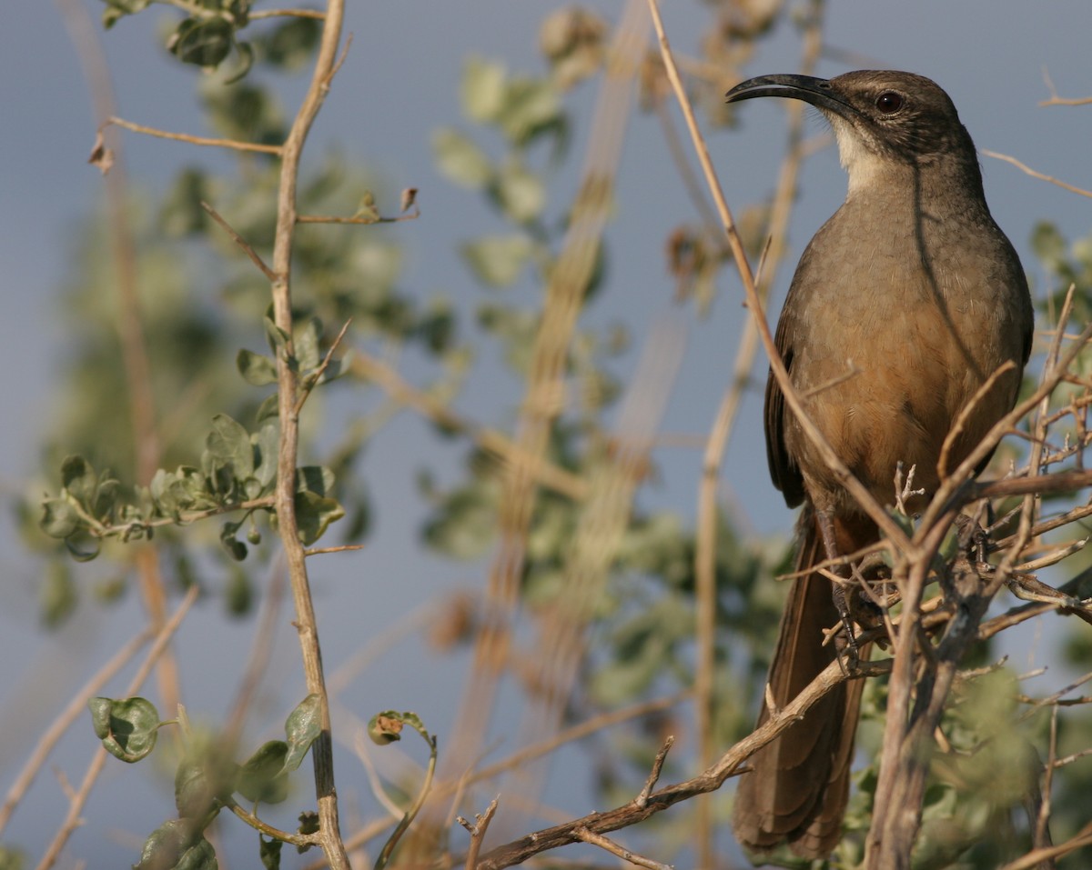 California Thrasher - ML31687851