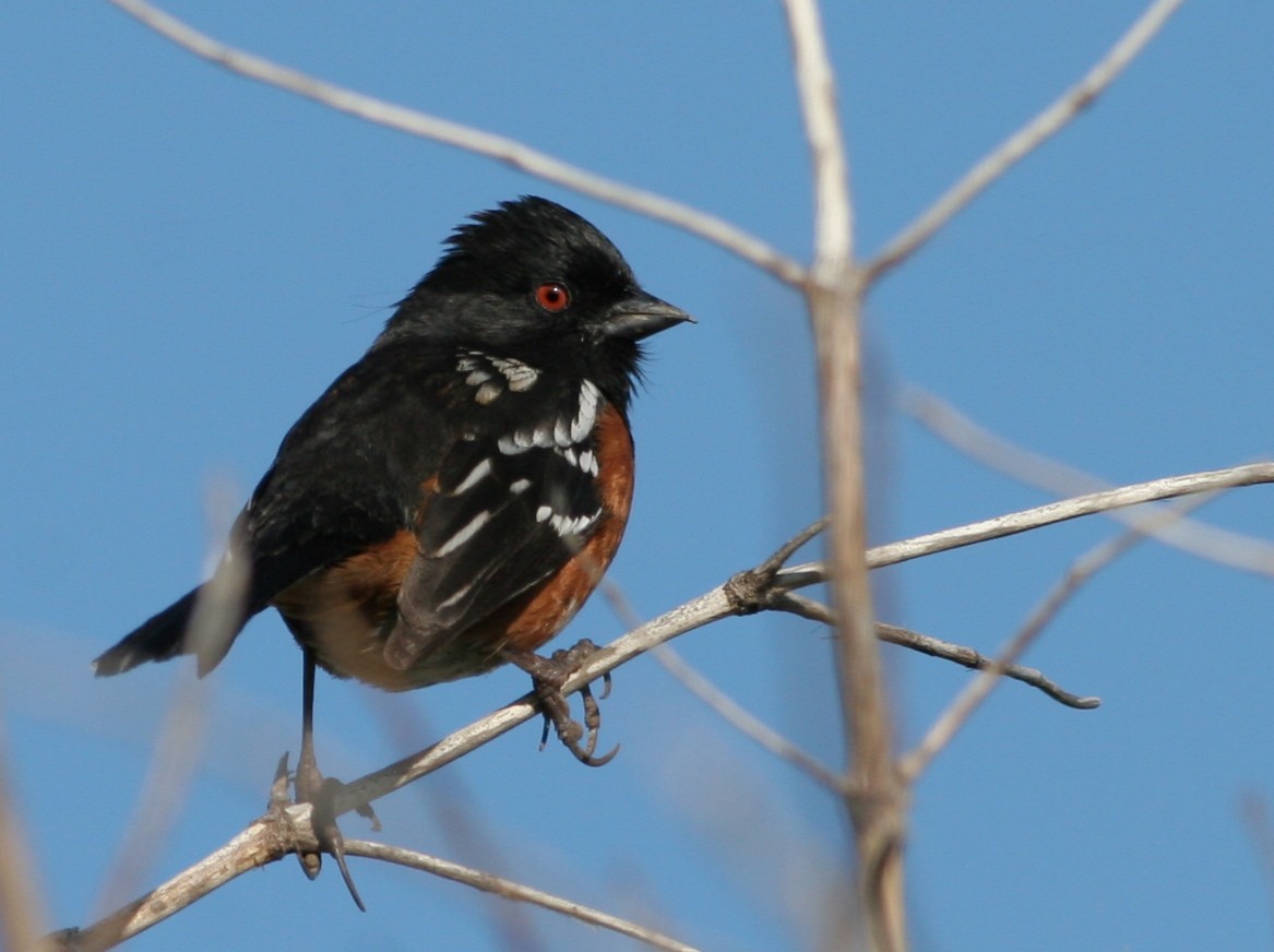 Spotted Towhee - Ian Davies