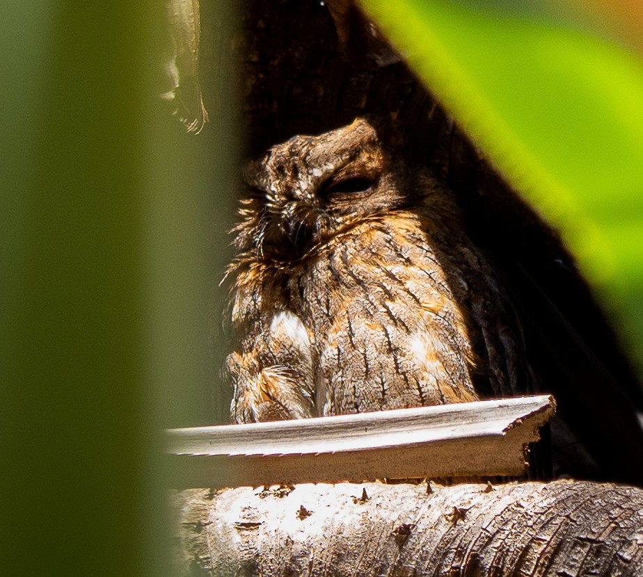 Madagascar Scops-Owl (Torotoroka) - ML316878811