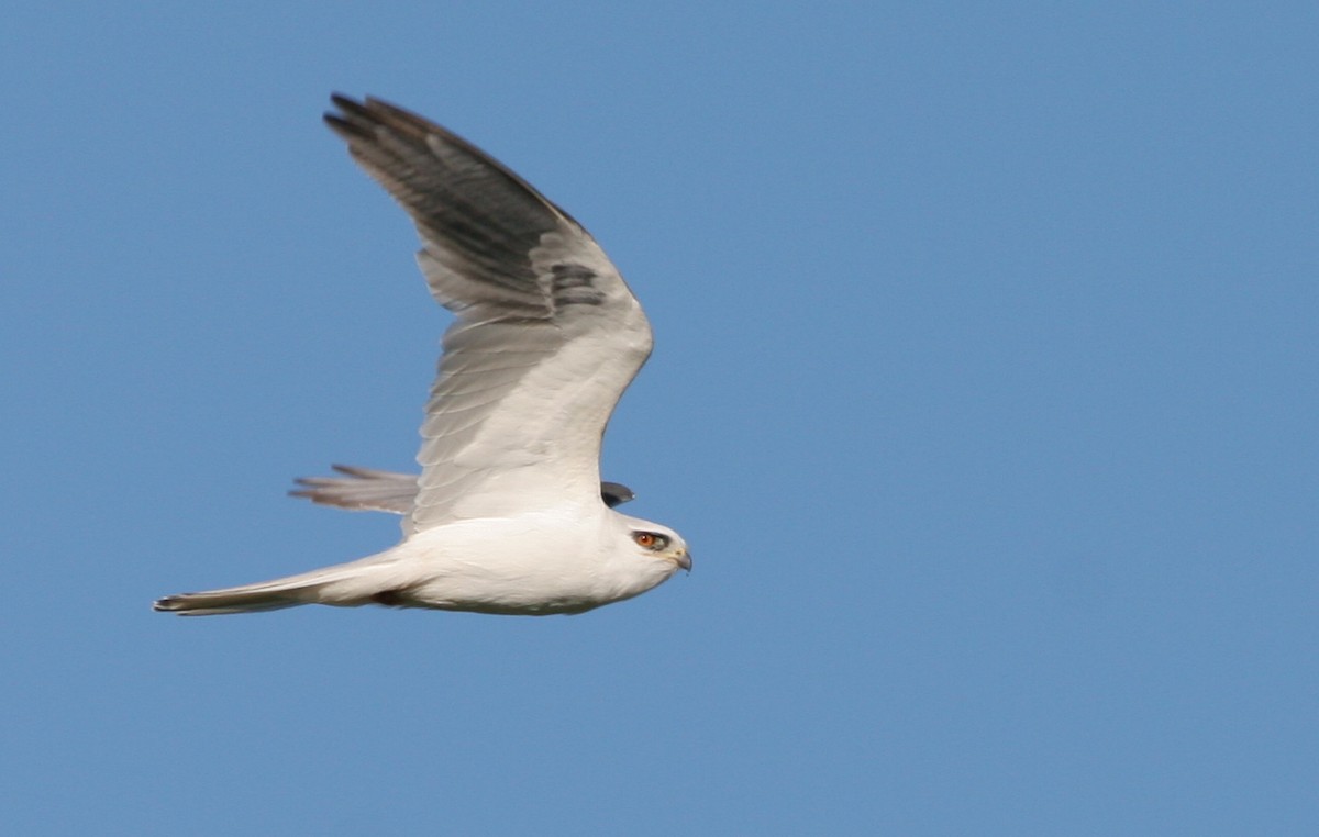 White-tailed Kite - Ian Davies