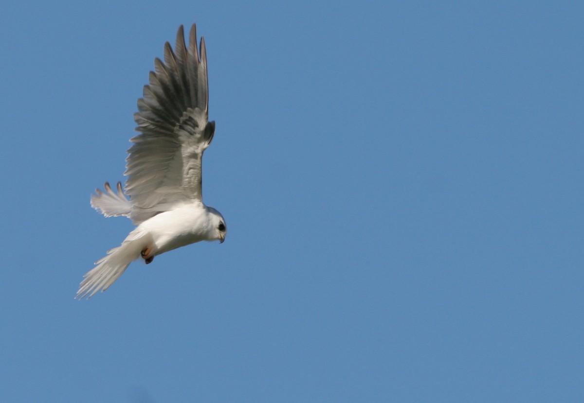 White-tailed Kite - Ian Davies
