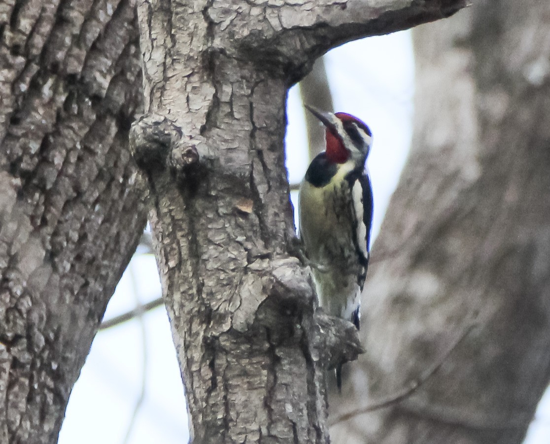 Yellow-bellied Sapsucker - ML316879811