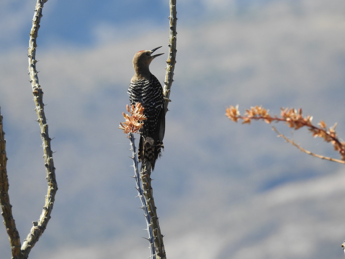 Pic des saguaros - ML316880561