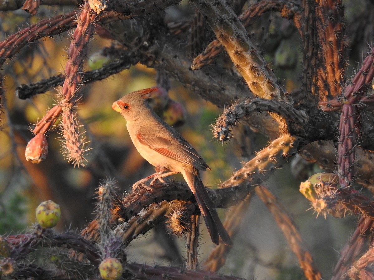 Cardinal pyrrhuloxia - ML316880591