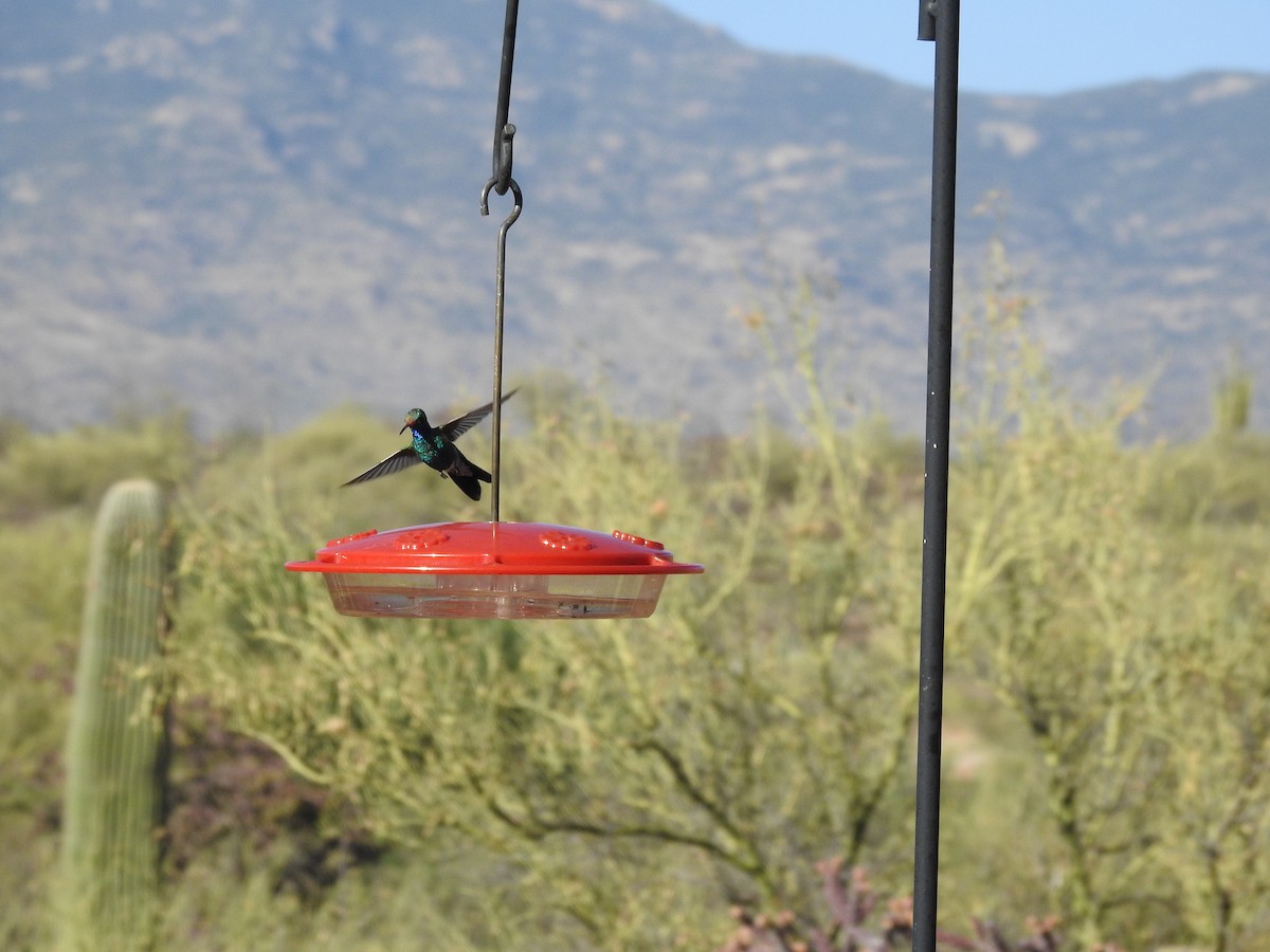 Colibri circé - ML316881461
