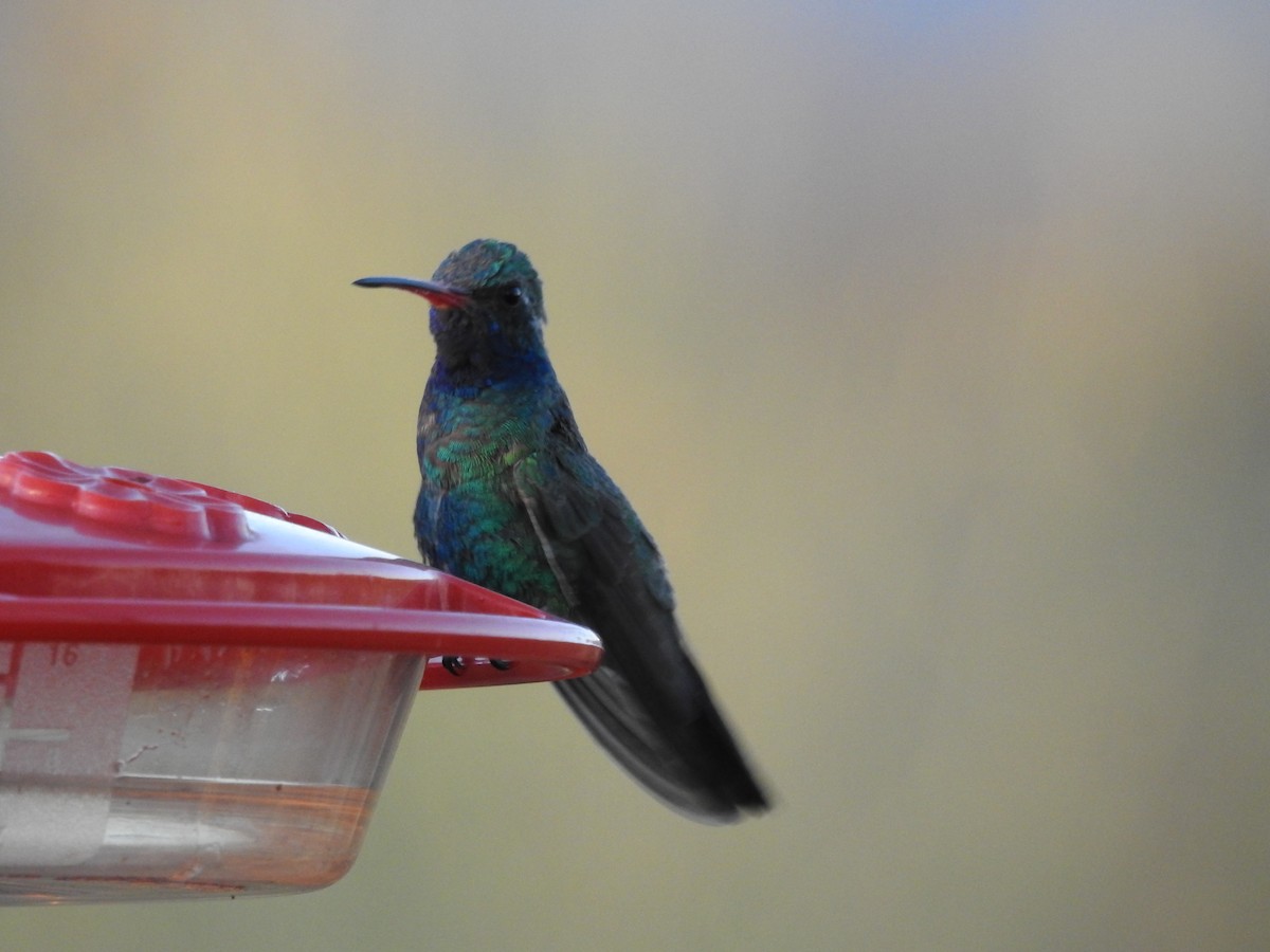 Colibri circé - ML316881471