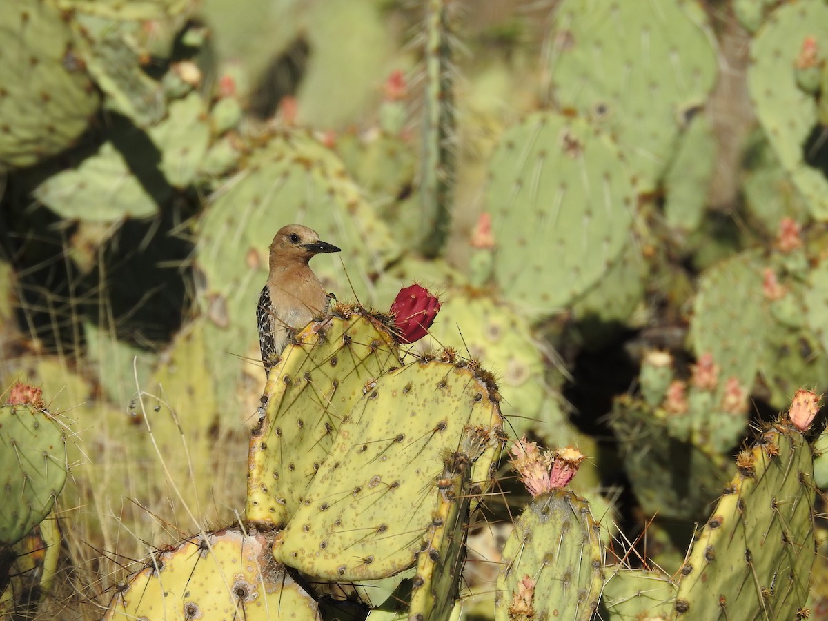 Pic des saguaros - ML316881601