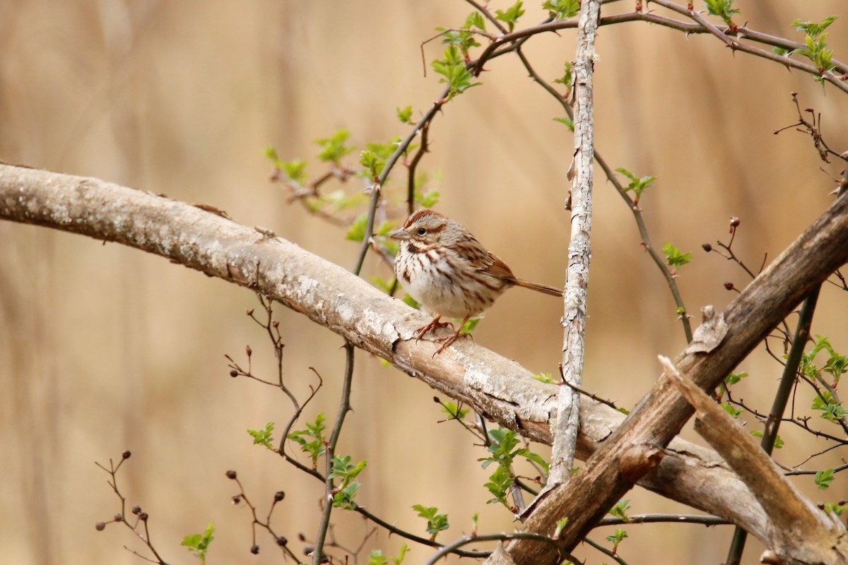 Song Sparrow - ML316881831