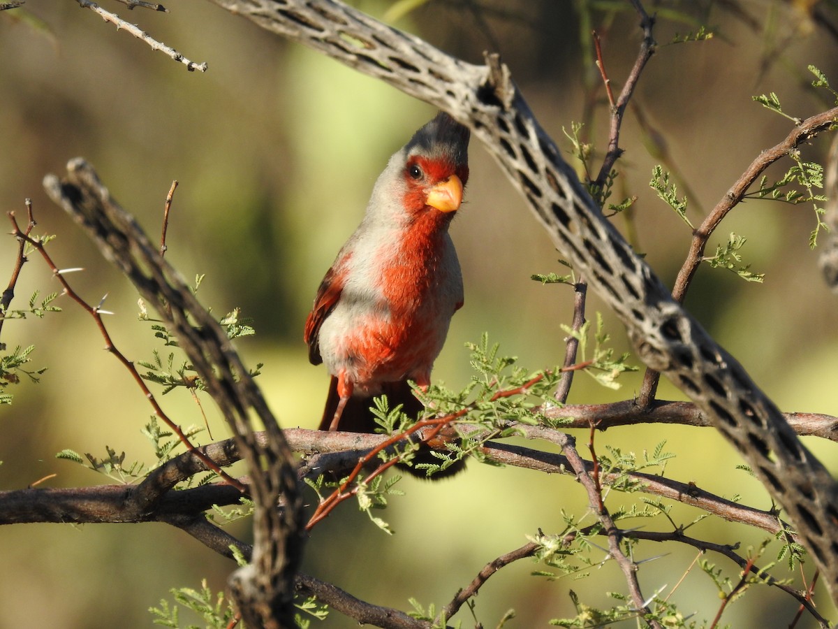 Cardinal pyrrhuloxia - ML316881871