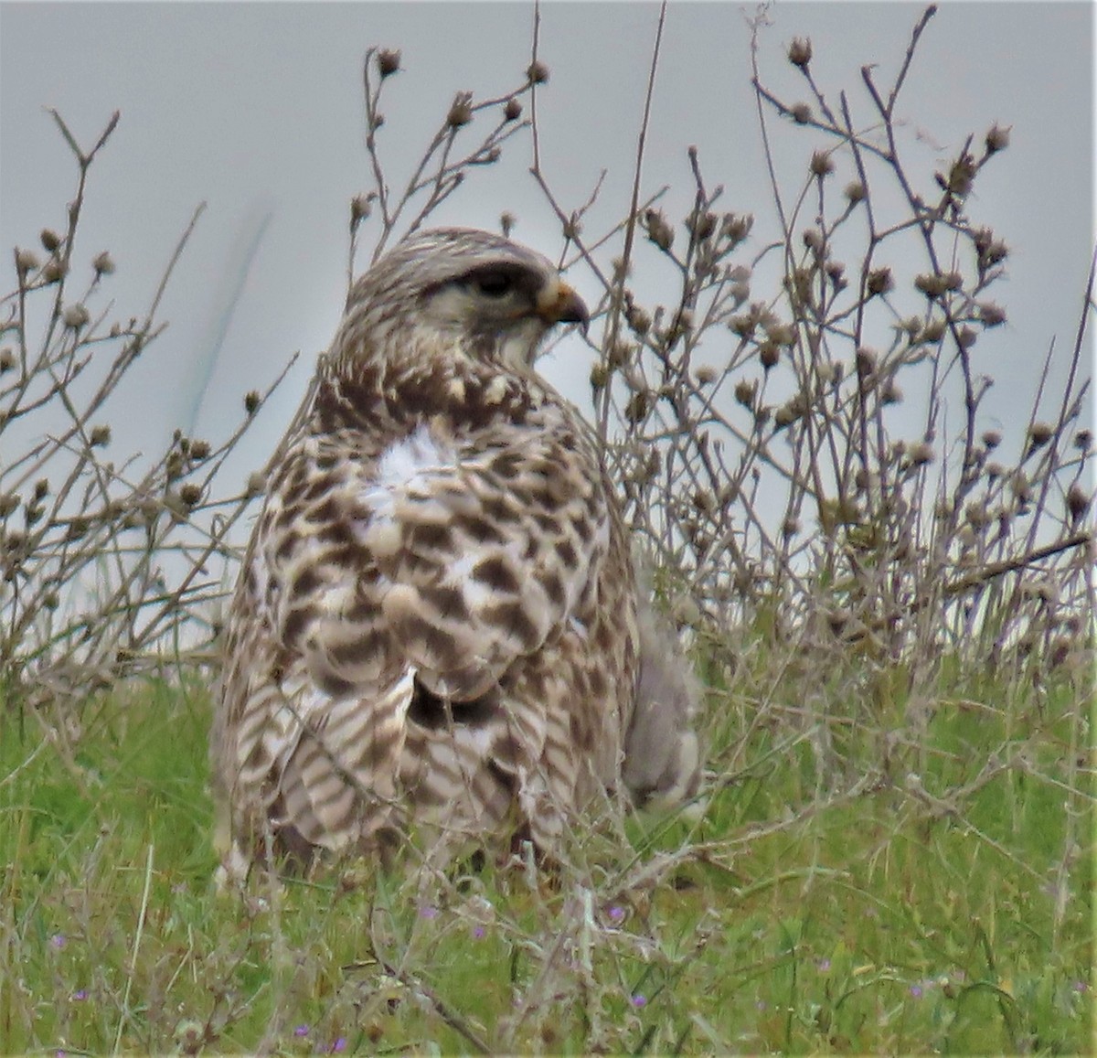 Rough-legged Hawk - ML316883101