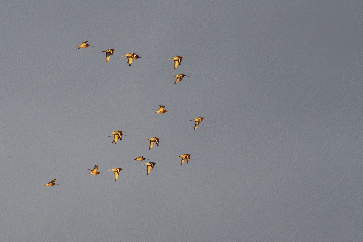 Black-tailed Godwit - ML316883331