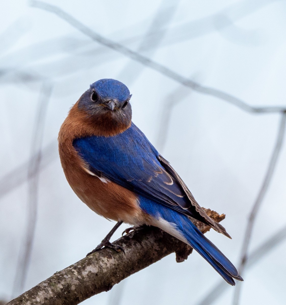 Eastern Bluebird - ML316885121