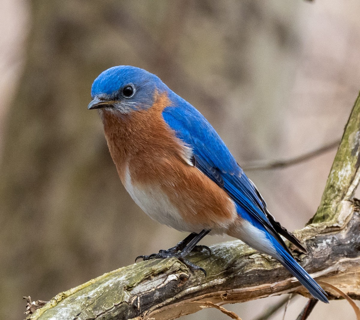 Eastern Bluebird - ML316885131