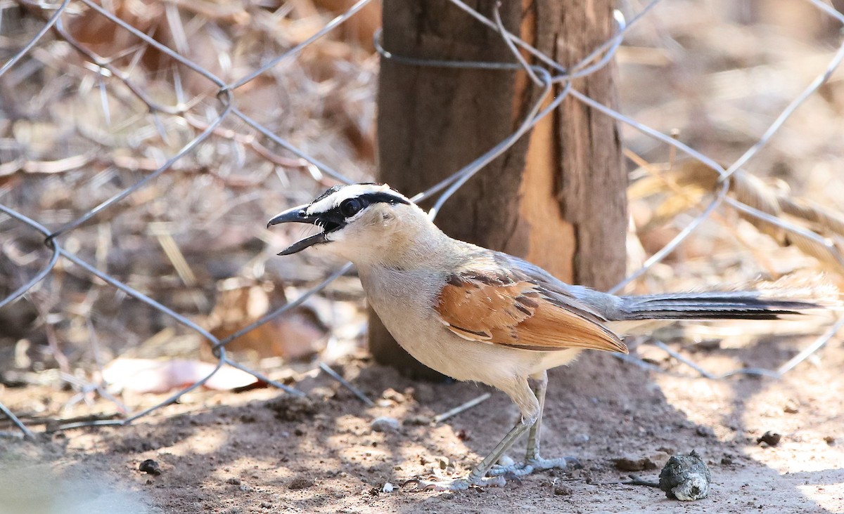 Black-crowned Tchagra - ML316885881