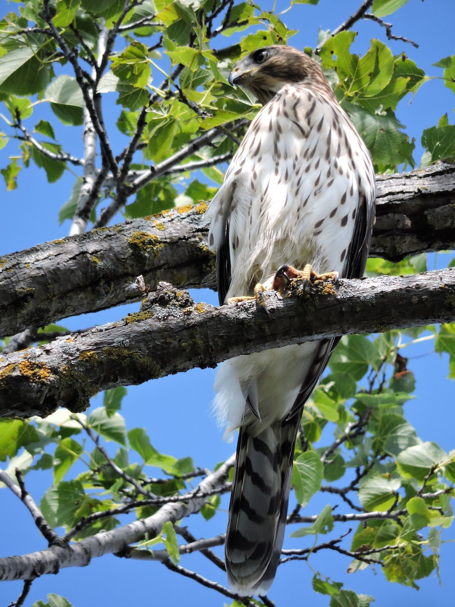 Cooper's Hawk - ML31688631