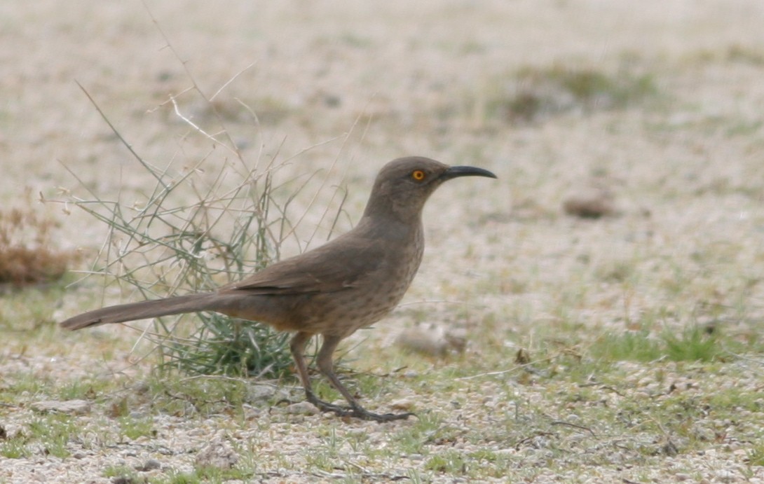 Curve-billed Thrasher - ML31688781