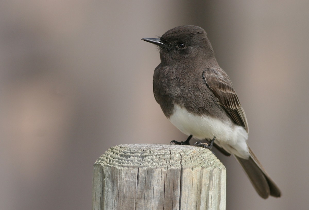 Black Phoebe - ML31688981