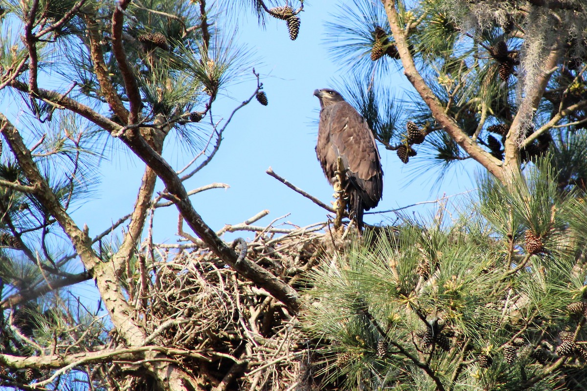 Bald Eagle - Anthony Panek