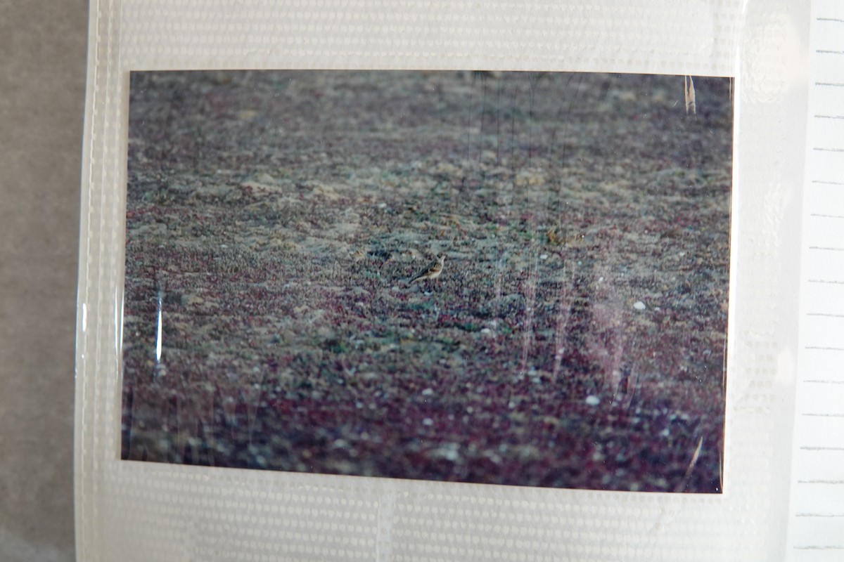 Lapland Longspur - Kurt Radamaker