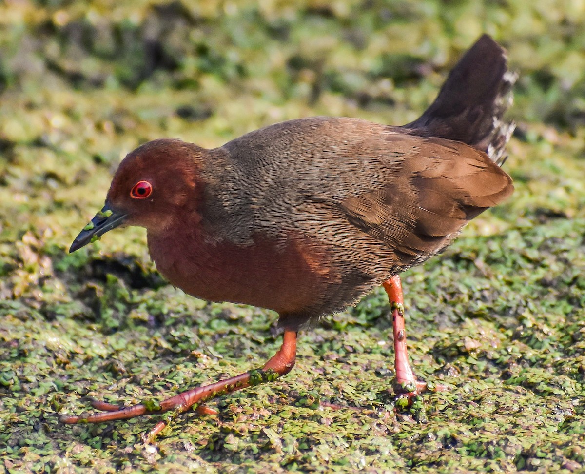 Ruddy-breasted Crake - ML316891001