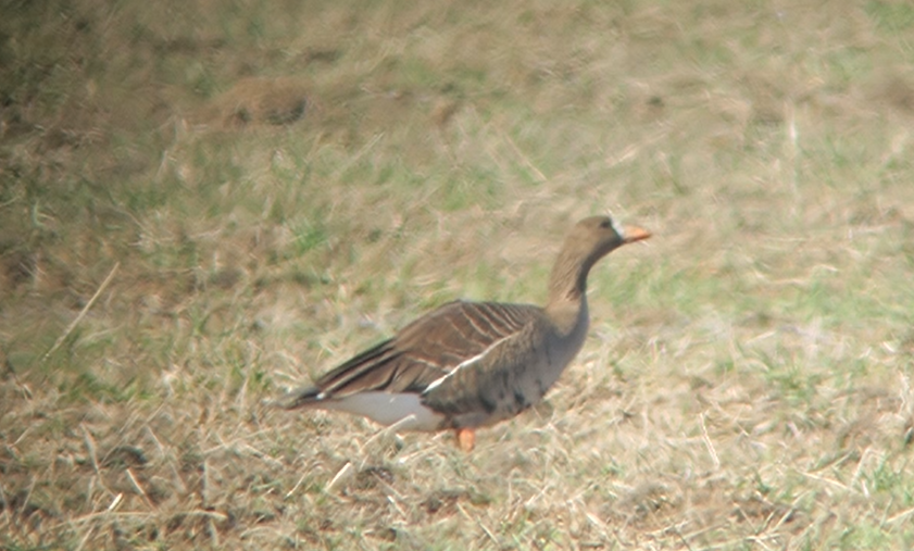 Greater White-fronted Goose - ML316892341