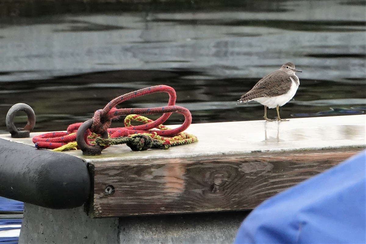 Common Sandpiper - ML316892601