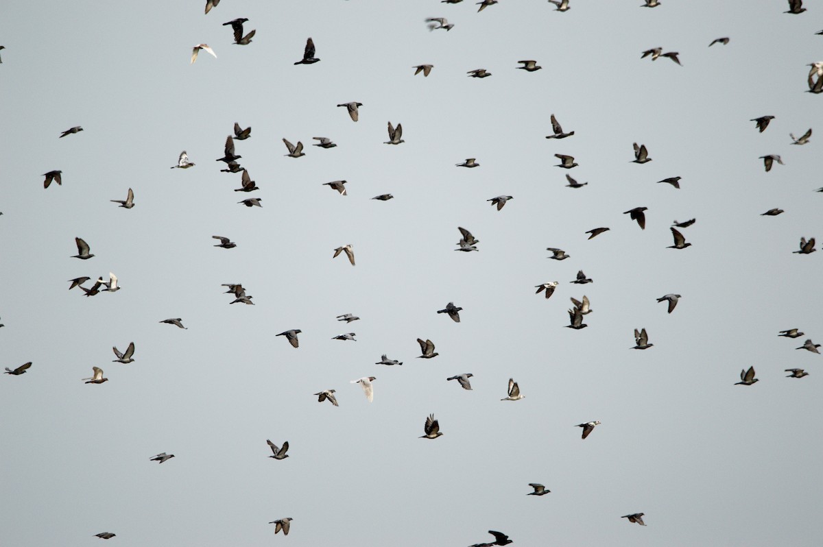 Rock Pigeon (Feral Pigeon) - Songkran Thongon