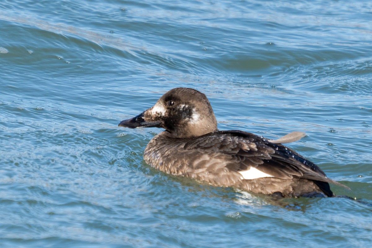 White-winged Scoter - ML316894171