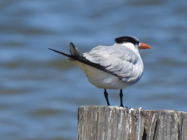 Royal Tern - ML316895551