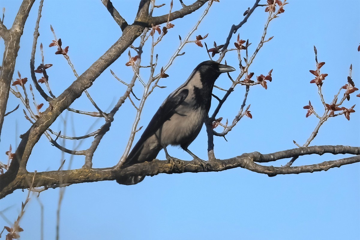 Hooded Crow - ML316895941