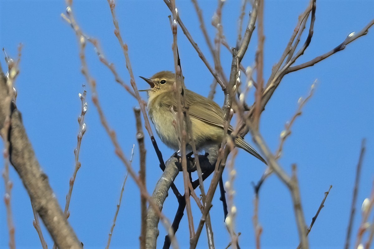 Common Chiffchaff - ML316896191